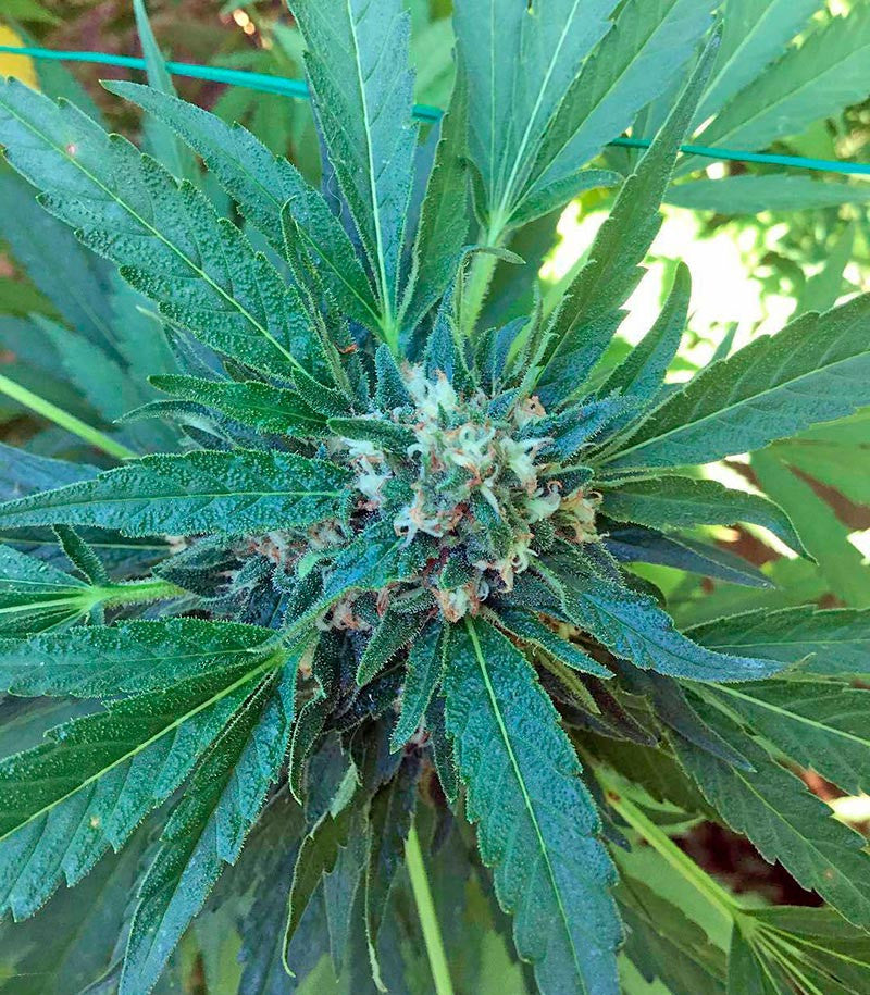 Green Crack Cannabispflanze – Humboldt Seeds Organization, Foto 5