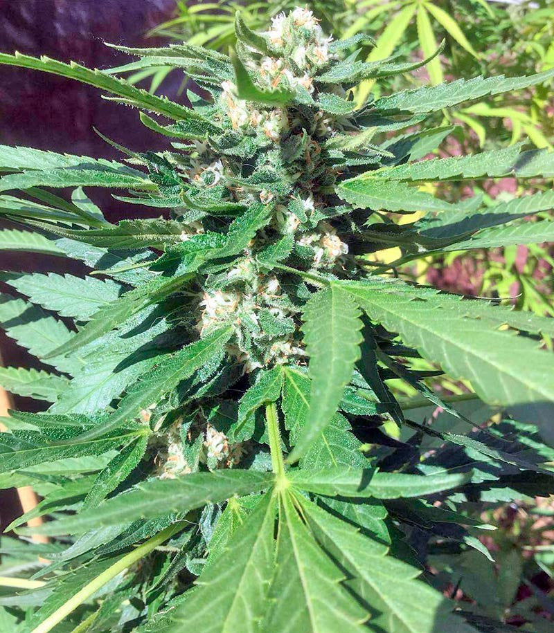 Green Crack Cannabispflanze – Humboldt Seeds Organization, Foto 6