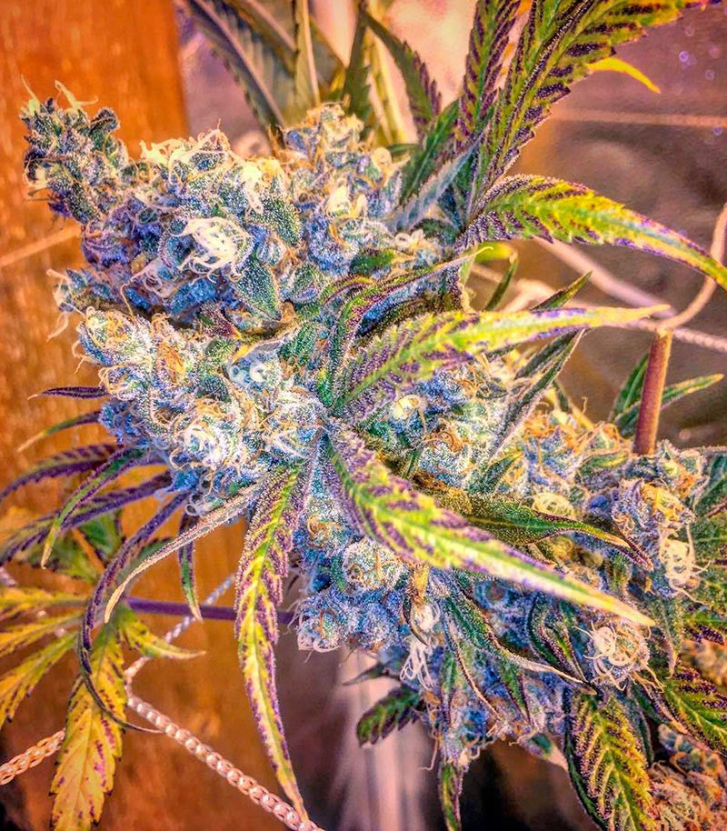 Green Crack Cannabispflanze – Humboldt Seeds Organization, Foto 7