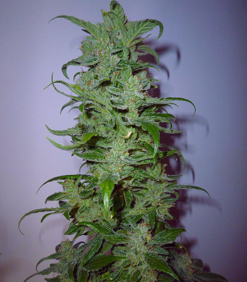 HulkBerry Cannabispflanze – Royal Queen Seeds, Foto 1