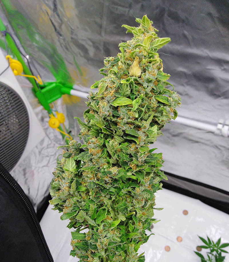 HulkBerry Cannabispflanze – Royal Queen Seeds, Foto 2