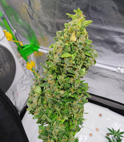 HulkBerry Cannabispflanze – Royal Queen Seeds, Foto 2