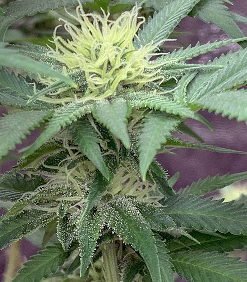 HulkBerry Cannabispflanze – Royal Queen Seeds, Foto 3