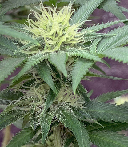 HulkBerry Cannabispflanze – Royal Queen Seeds, Foto 3