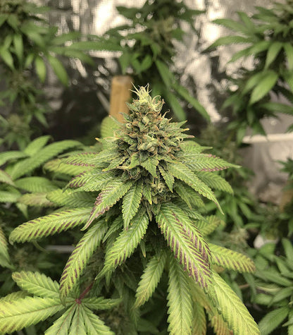 HulkBerry Cannabispflanze – Royal Queen Seeds, Foto 4