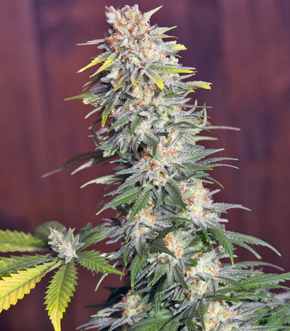 Killer Kush F1 Fast Version Cannabispflanze – Sweet Seeds, Foto 1