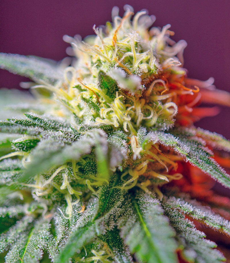 Killer Kush F1 Fast Version Cannabispflanze – Sweet Seeds, Foto 2