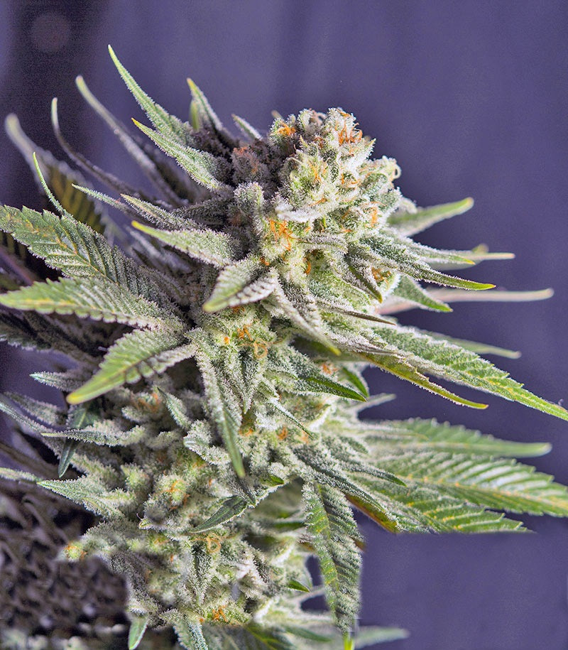 Killer Kush F1 Fast Version Cannabispflanze – Sweet Seeds, Foto 3
