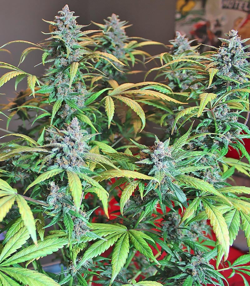 LSD-25 Auto Cannabispflanze – Fast Buds, Foto 9