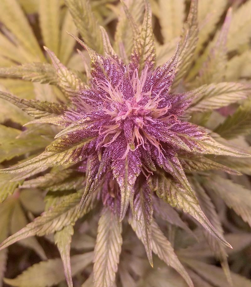 LSD-25 Auto Cannabispflanze – Fast Buds, Foto 7