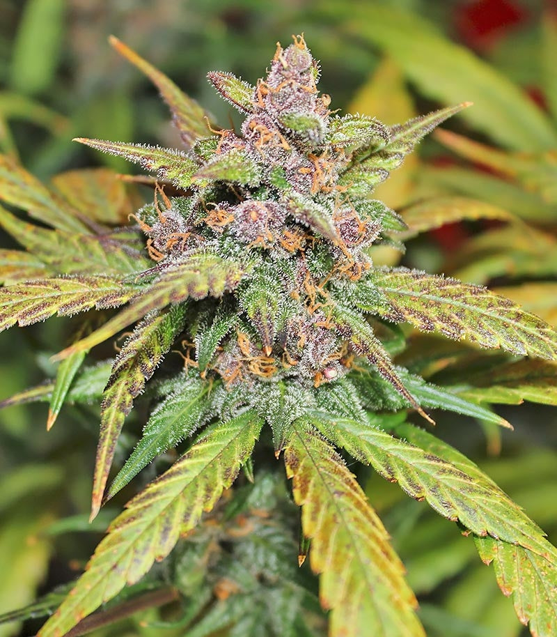 LSD-25 Auto Cannabispflanze – Fast Buds, Foto 2