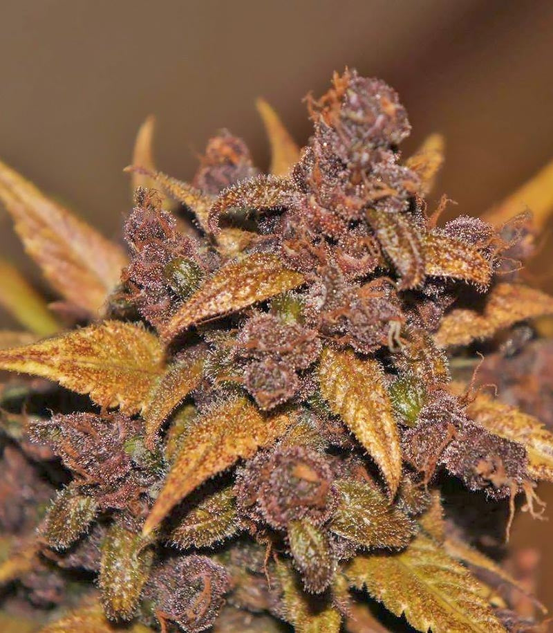 LSD-25 Auto Cannabispflanze – Fast Buds, Foto 5