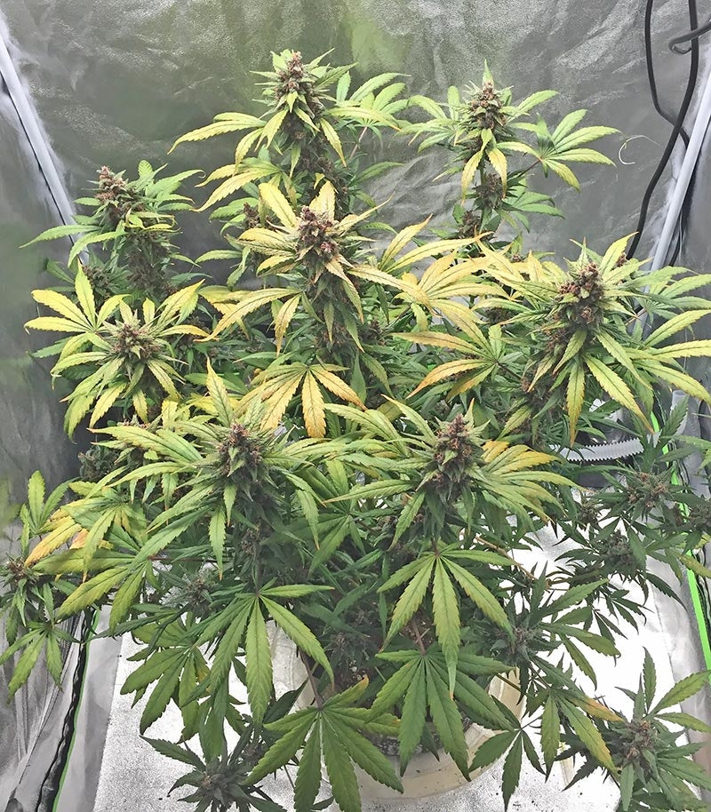 LSD-25 Auto Cannabispflanze – Fast Buds, Foto 4