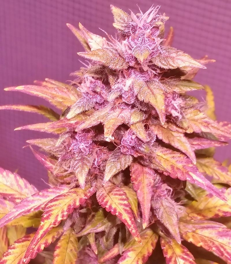 LSD-25 Auto Cannabispflanze – Fast Buds, Foto 8