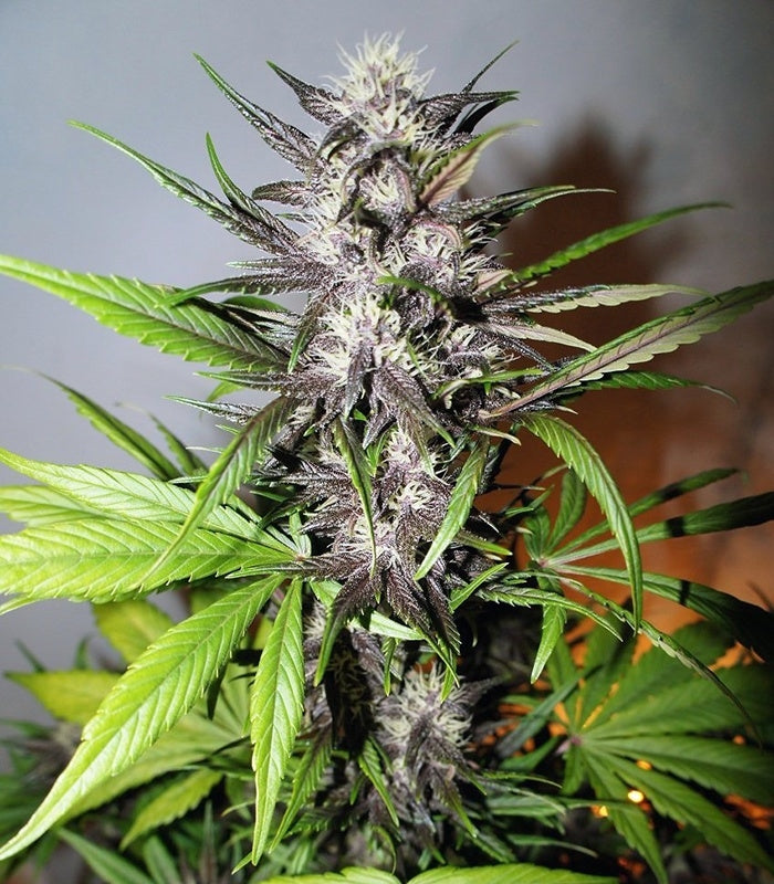LSD-25 Auto Cannabispflanze – Fast Buds, Foto 10