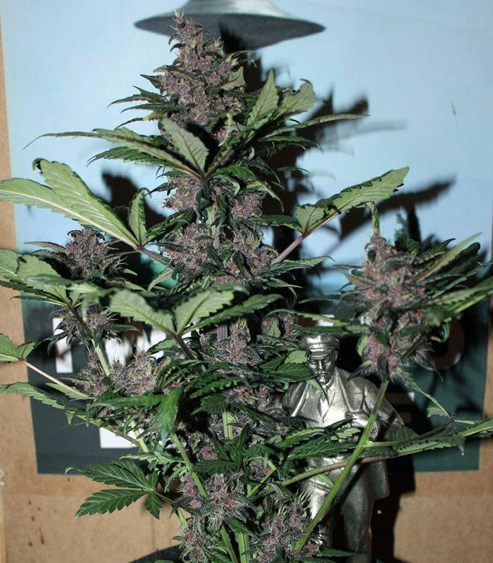 LSD-25 Auto Cannabispflanze – Fast Buds, Foto 6