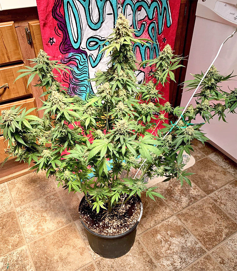 Northern Lights regular Cannabispflanze – Sensi Seeds, Foto 1