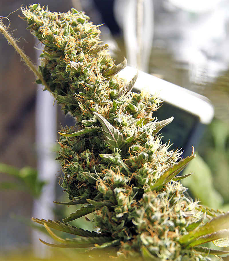 Northern Lights regular Cannabispflanze – Sensi Seeds, Foto 9