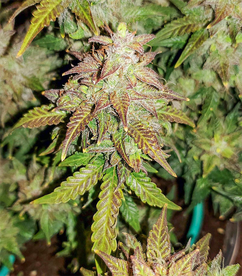Original Auto Skunk Cannabispflanze – Fast Buds, Foto 1