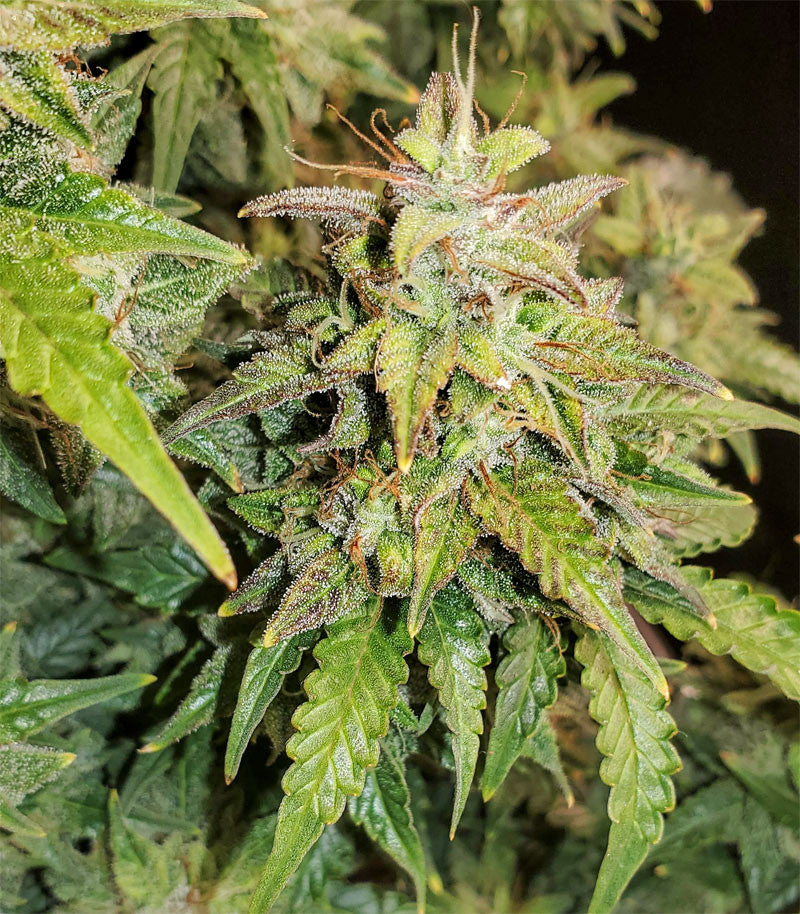 Original Auto Skunk Cannabispflanze – Fast Buds, Foto 2