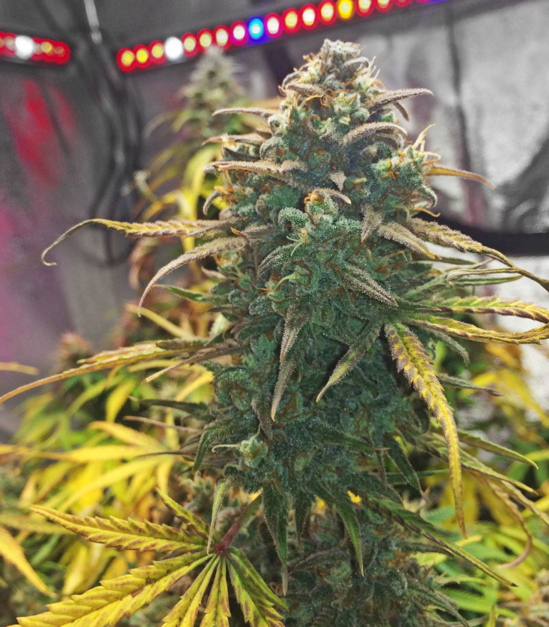 Purple Haze Auto Cannabispflanze – Original Sensible Seeds, Foto 1