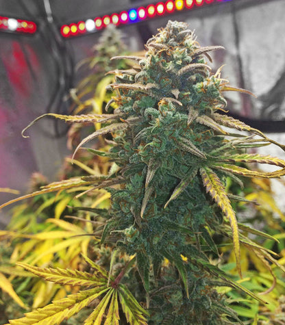Purple Haze Auto Cannabispflanze – Original Sensible Seeds, Foto 1