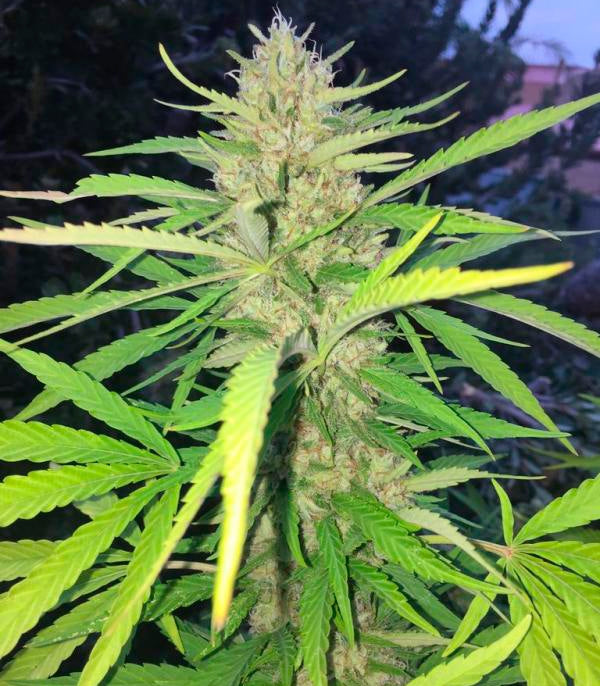 Sugar Candy Cannabispflanze – Delicious Seeds, Foto 1