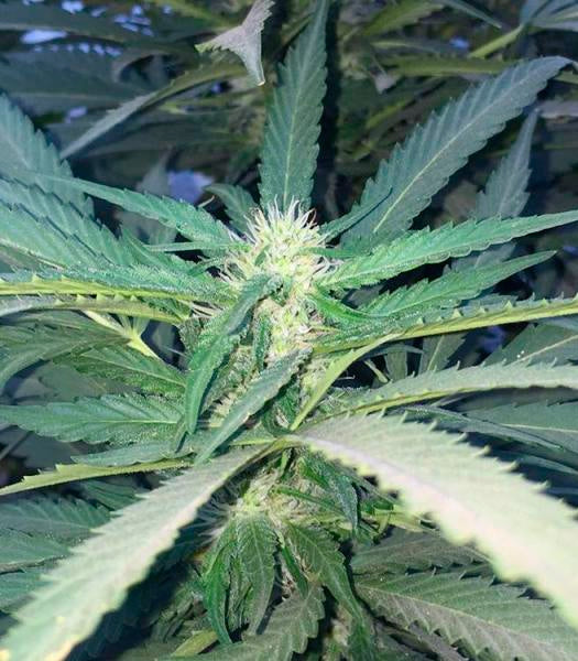 Sugar Candy Cannabispflanze – Delicious Seeds, Foto 2