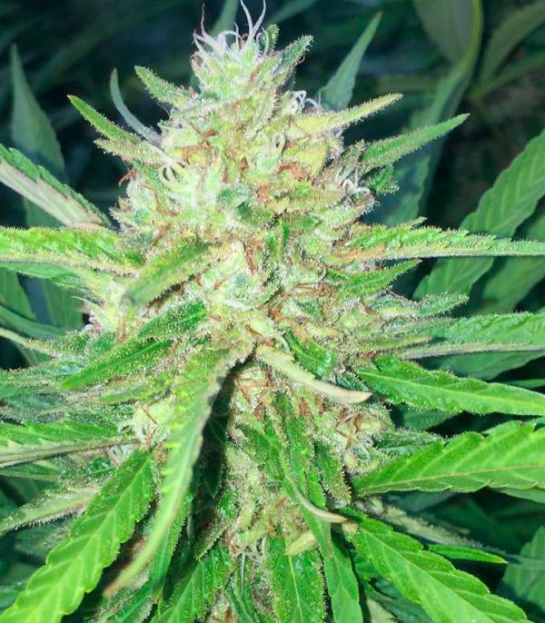 Sugar Candy Cannabispflanze – Delicious Seeds, Foto 3