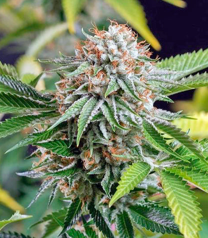 Sapphire OG Cannabispflanze – Humboldt Seeds Organization, Foto 2