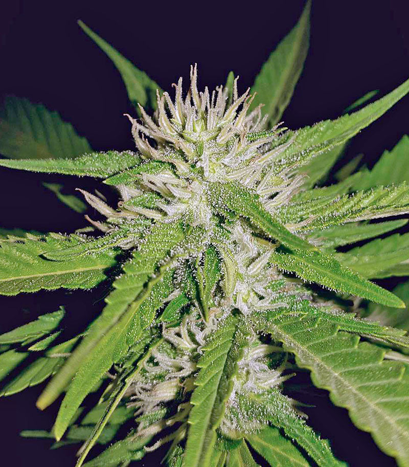 Sapphire OG Cannabispflanze – Humboldt Seeds Organization, Foto 1