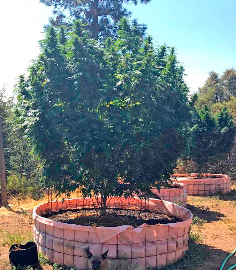 Sapphire OG Cannabispflanze – Humboldt Seeds Organization, Foto 3