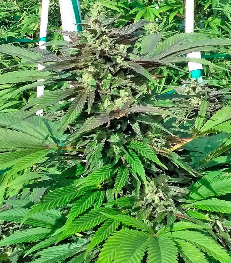 Sapphire OG Cannabispflanze – Humboldt Seeds Organization, Foto 4
