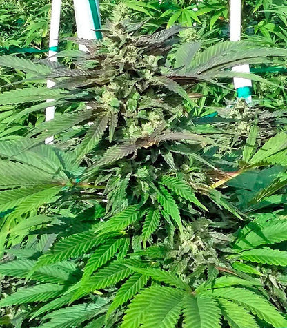 Sapphire OG Cannabispflanze – Humboldt Seeds Organization, Foto 4