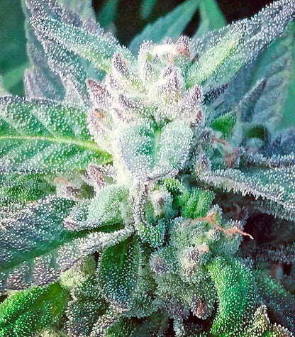 Sapphire OG Cannabispflanze – Humboldt Seeds Organization, Foto 5