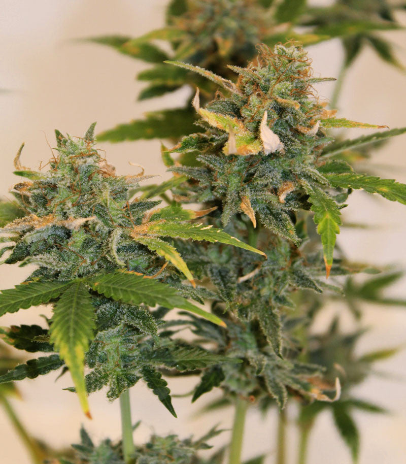 Skunk #1 Cannabispflanze – Sensi Seeds, Foto 1