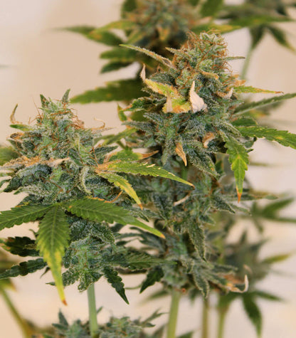 Skunk #1 Cannabispflanze – Sensi Seeds, Foto 1