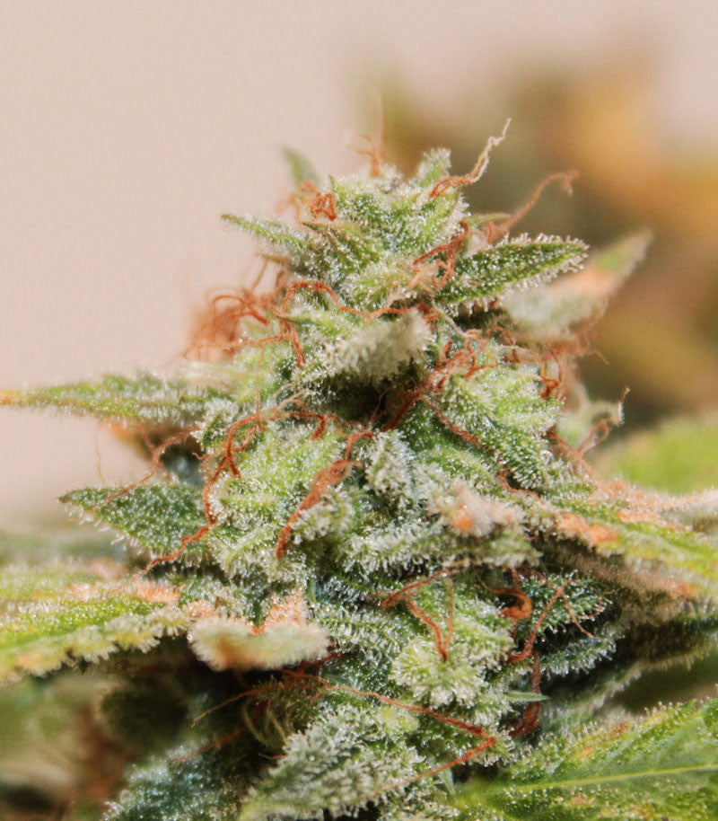 Skunk #1 Cannabispflanze – Sensi Seeds, Foto 2