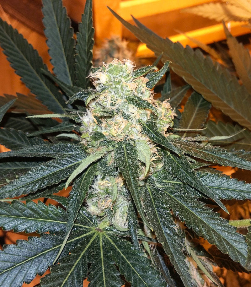 Skunk #1 Cannabispflanze – Sensi Seeds, Foto 3