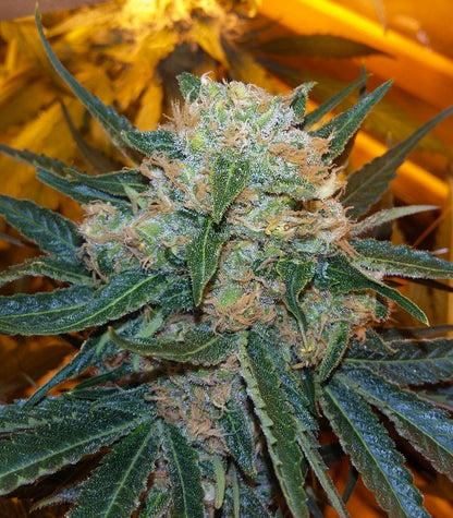Skunk #1 Cannabispflanze – Sensi Seeds, Foto 4