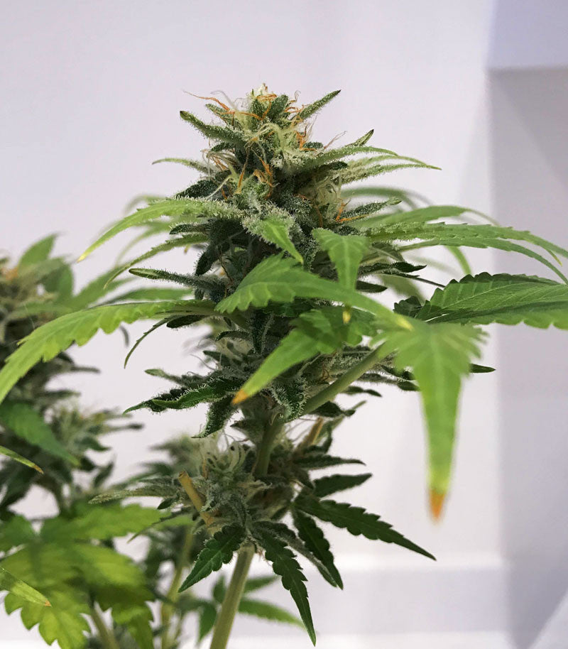 Skunk #1 Cannabispflanze – Sensi Seeds, Foto 5
