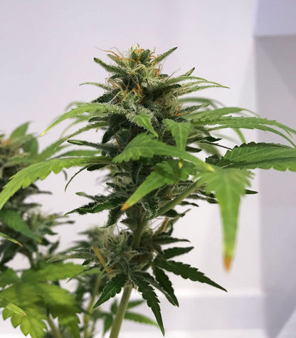 Skunk #1 Cannabispflanze – Sensi Seeds, Foto 5