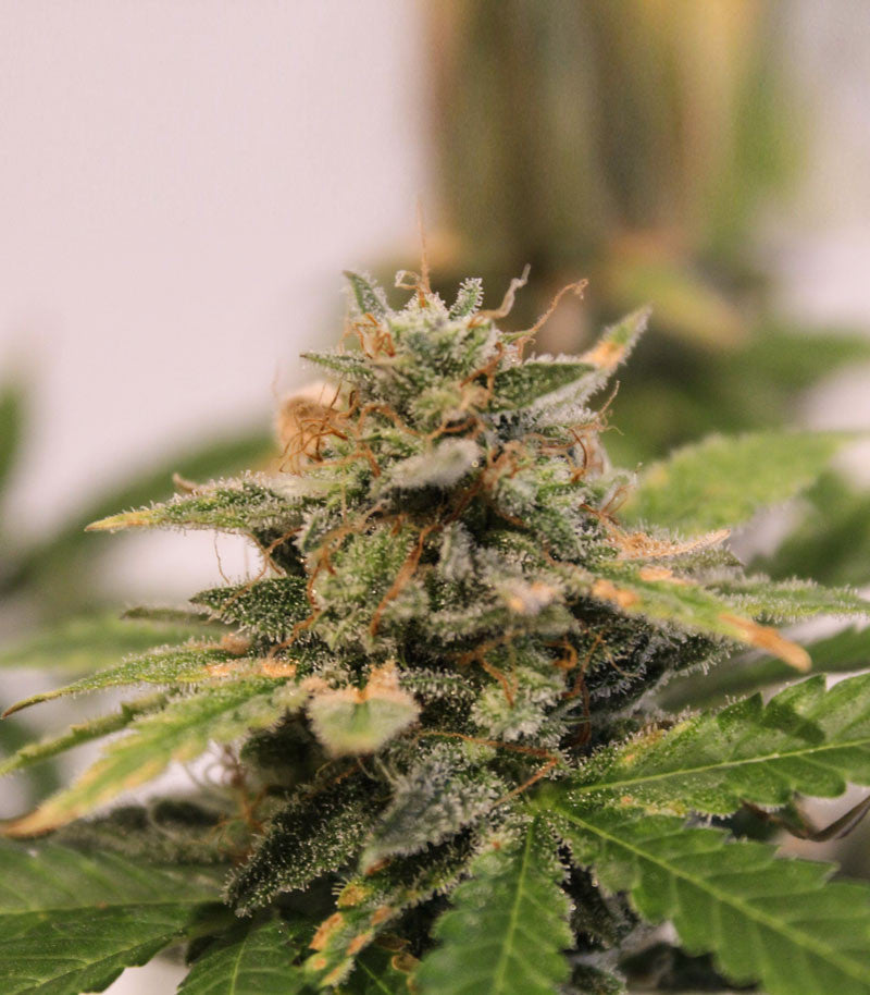 Skunk #1 Cannabispflanze – Sensi Seeds, Foto 6