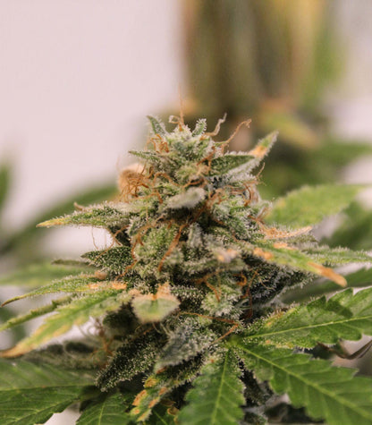Skunk #1 Cannabispflanze – Sensi Seeds, Foto 6
