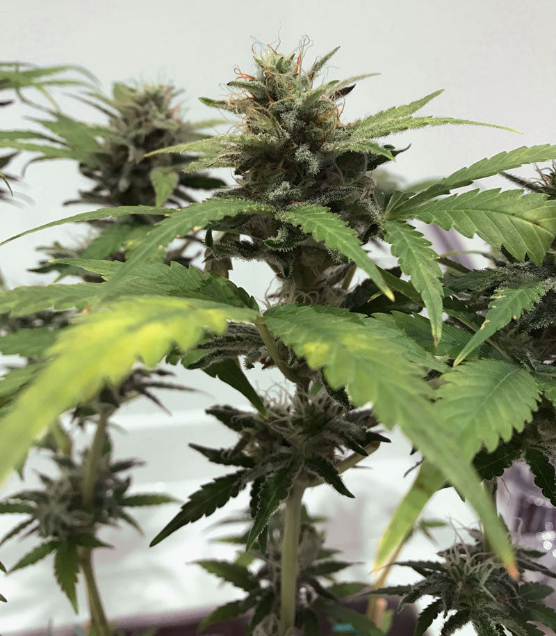 Skunk #1 Cannabispflanze – Sensi Seeds, Foto 7
