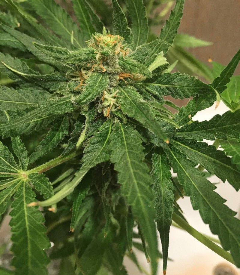 Sugar Black Rose Early Version Cannabispflanze – Delicious Seeds, Foto 2