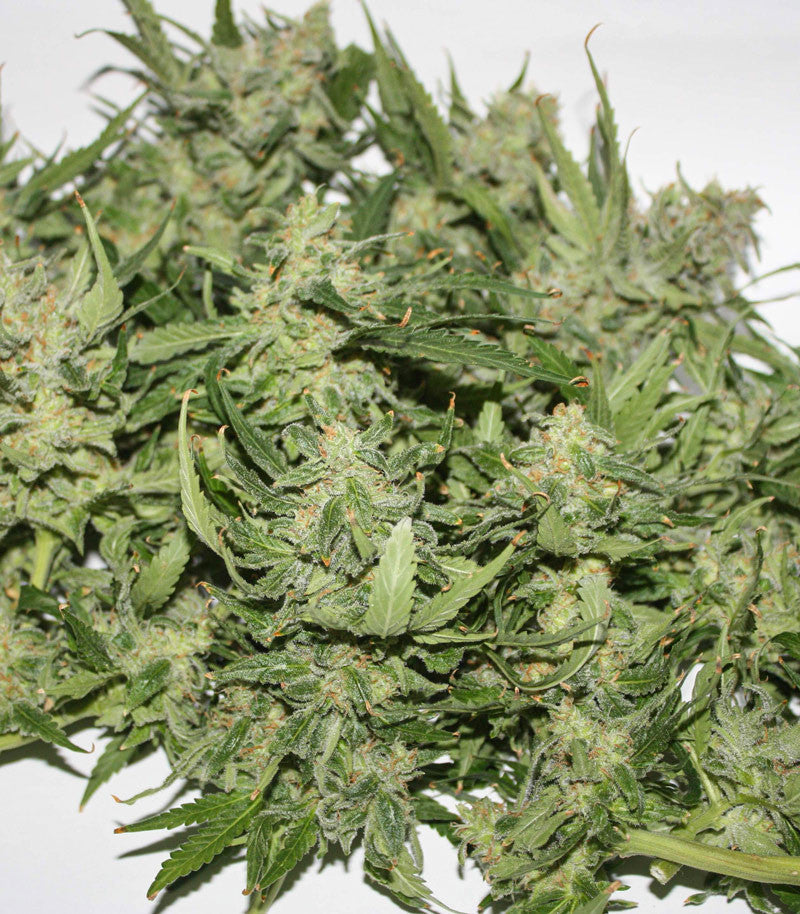 Sugar Black Rose Early Version Cannabispflanze – Delicious Seeds, Foto 1