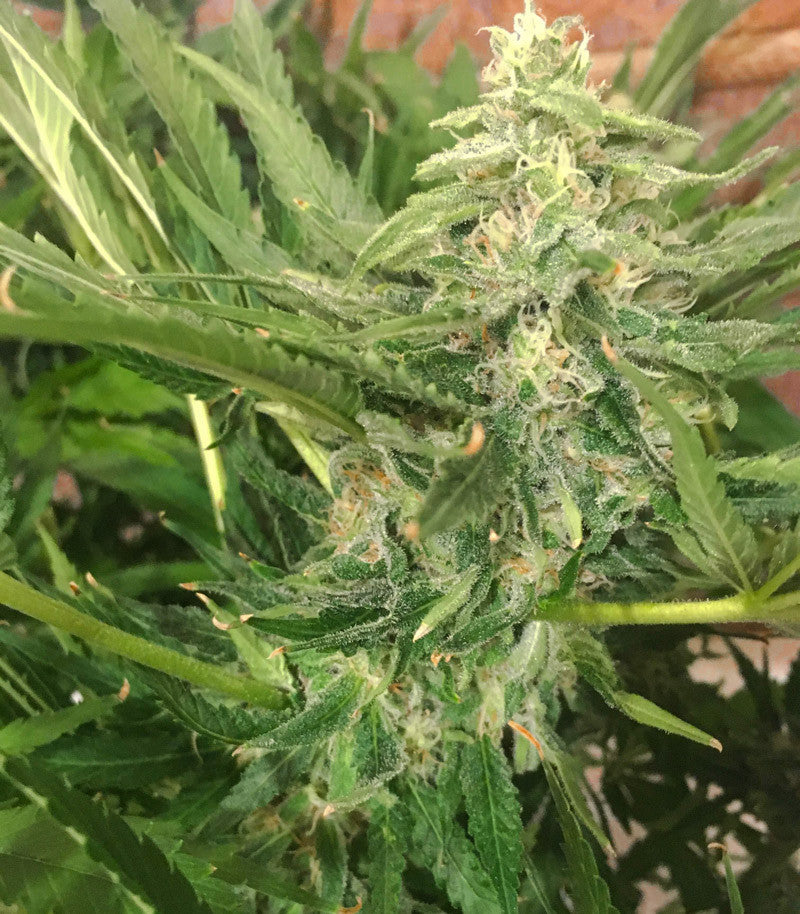 Sugar Black Rose Early Version Cannabispflanze – Delicious Seeds, Foto 3