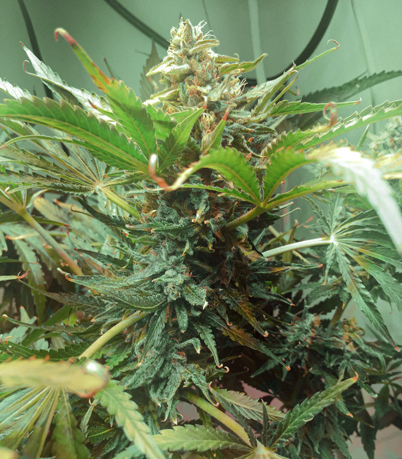 Sugar Black Rose Early Version Cannabispflanze – Delicious Seeds, Foto 4