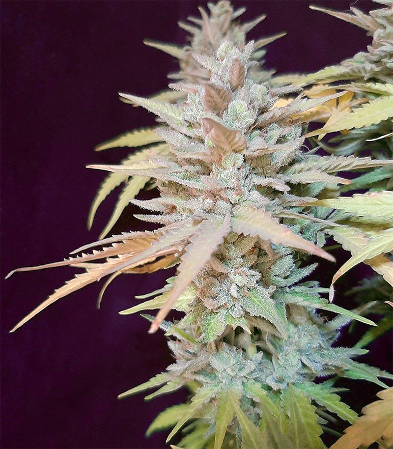 Sweet ZZ (Sweet Z) Cannabispflanze – Royal Queen Seeds, Foto 1